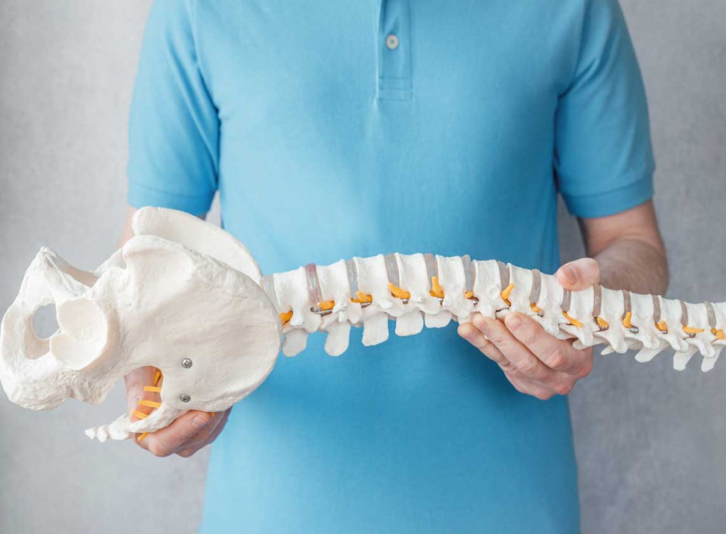 Врач держит позвоночник